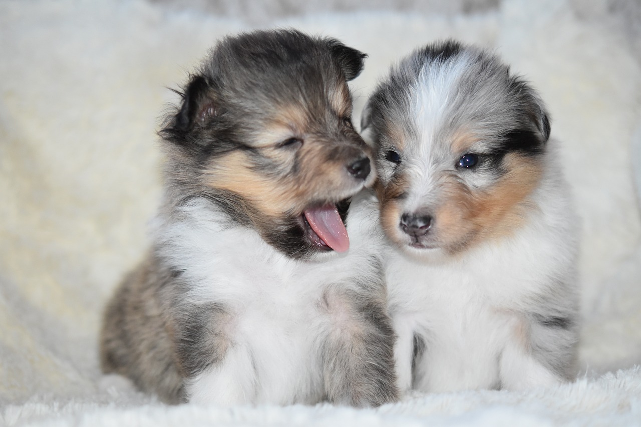 Understanding the Unique Traits of the Shetland Sheepdog